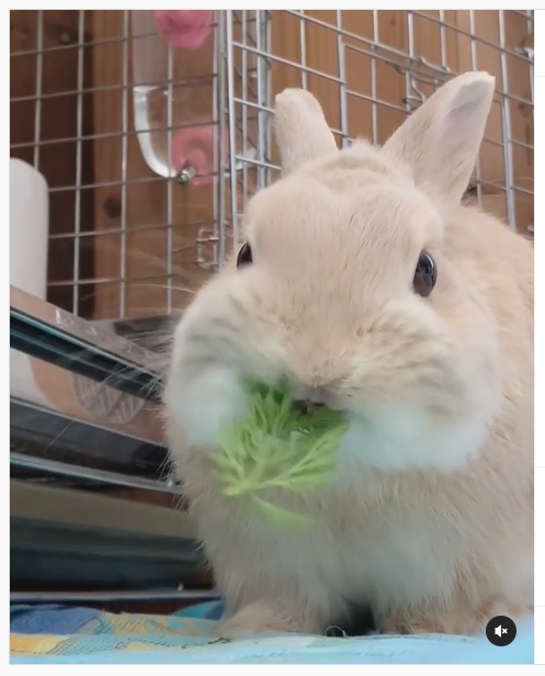 うさぎ畑,ユーザーフォト,Instagram