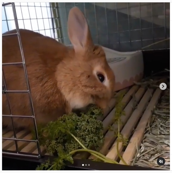 うさぎ畑,ユーザーフォト,Instagram
