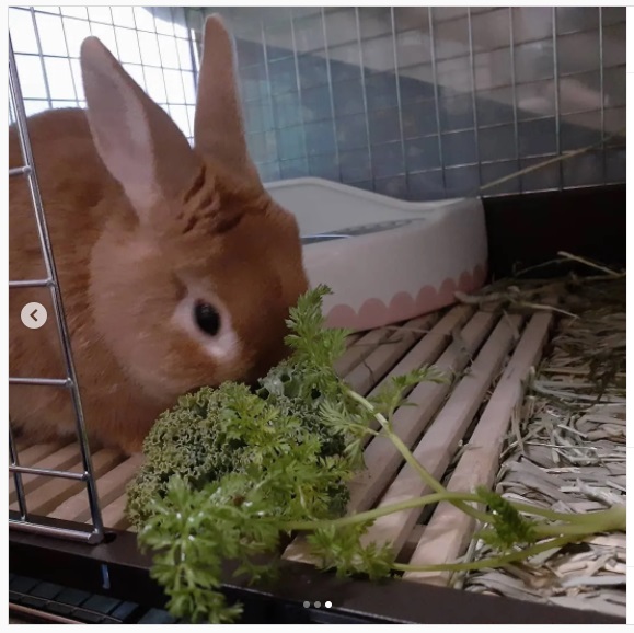 うさぎ畑,ユーザーフォト,Instagram