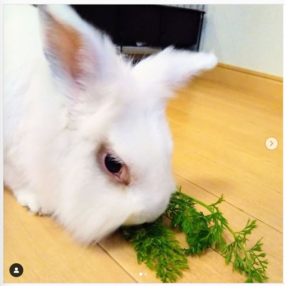 うさぎ畑,ユーザーフォト,Instagram