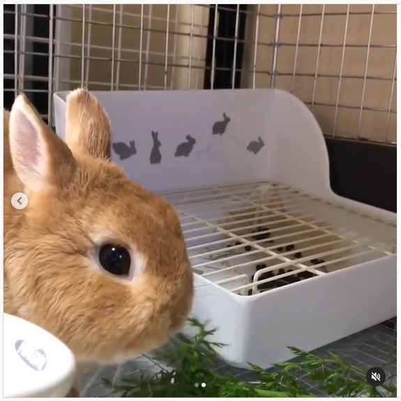 うさぎ畑,ユーザーフォト,Instagram