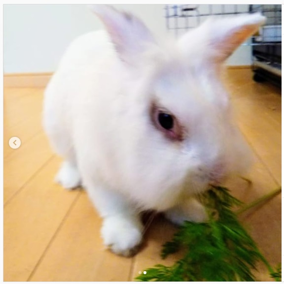 うさぎ畑,ユーザーフォト,Instagram