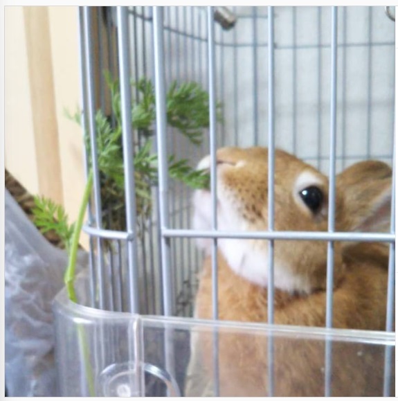 うさぎ畑,ユーザーフォト,Instagram