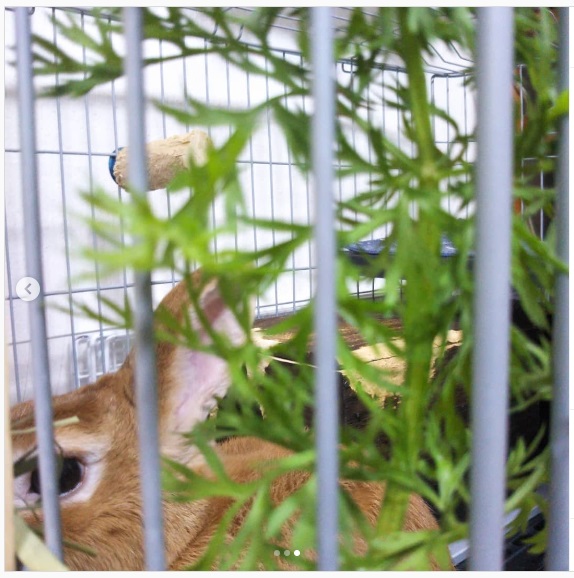 うさぎ畑,ユーザーフォト,Instagram