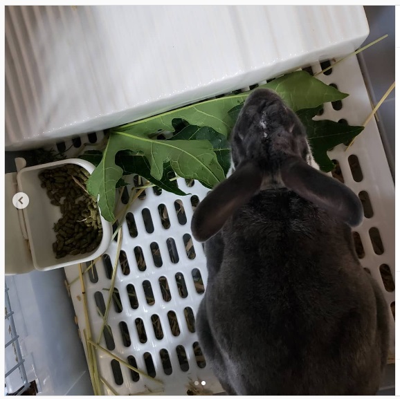 うさぎ畑,ユーザーフォト,Instagram