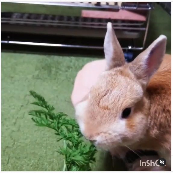 うさぎ畑,ユーザーフォト,Instagram