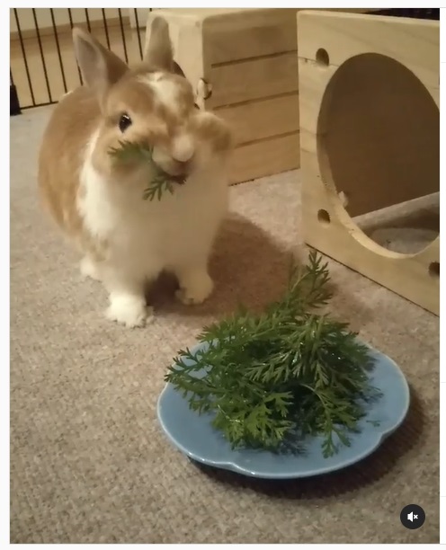 うさぎ畑,ユーザーフォト,Instagram