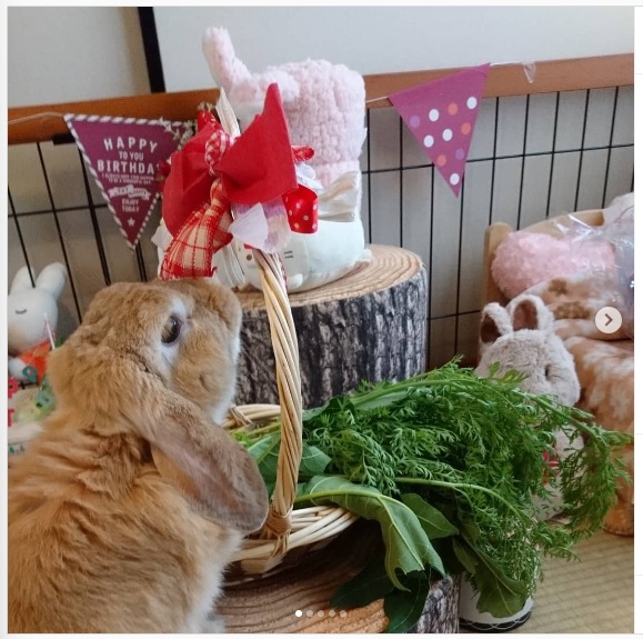 うさぎ畑,ユーザーフォト,Instagram