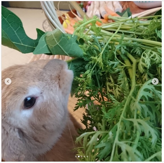 うさぎ畑,ユーザーフォト,Instagram