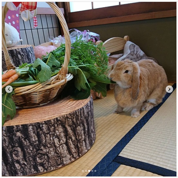 うさぎ畑,ユーザーフォト,Instagram