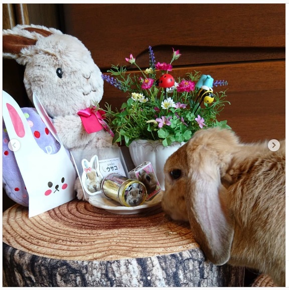 うさぎ畑,ユーザーフォト,Instagram