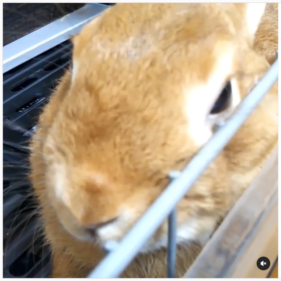 うさぎ畑,ユーザーフォト,Instagram