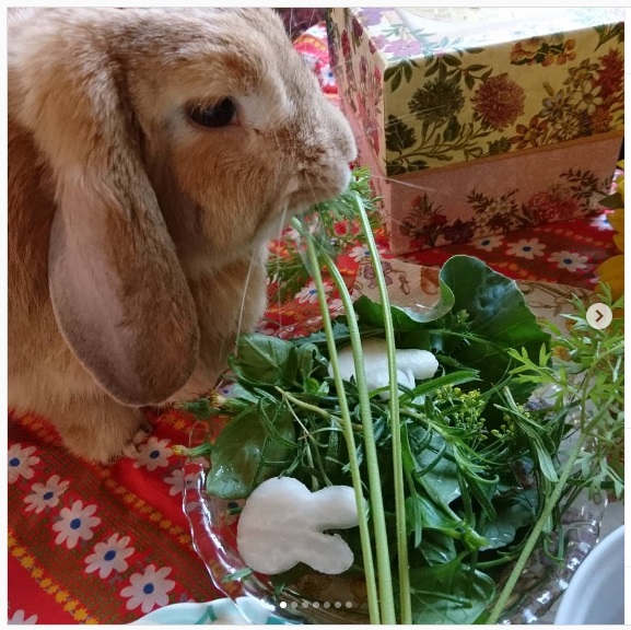 うさぎ畑,ユーザーフォト,Instagram