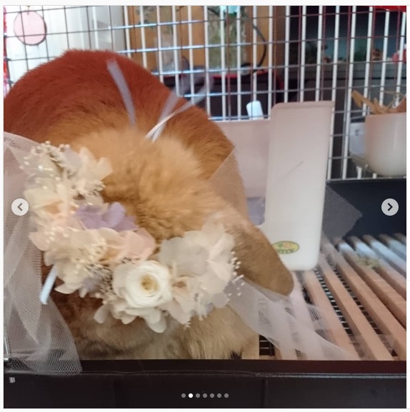 うさぎ畑,ユーザーフォト,Instagram