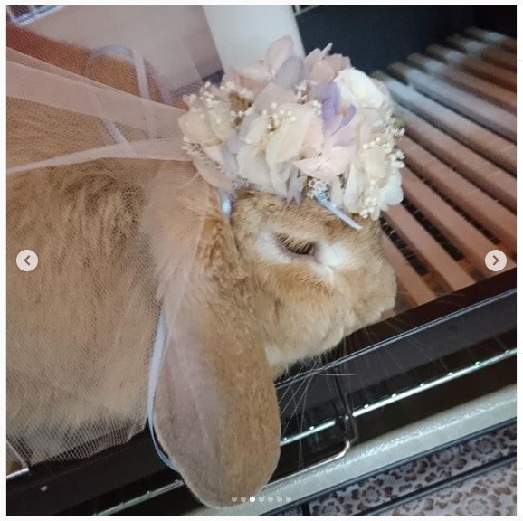 うさぎ畑,ユーザーフォト,Instagram