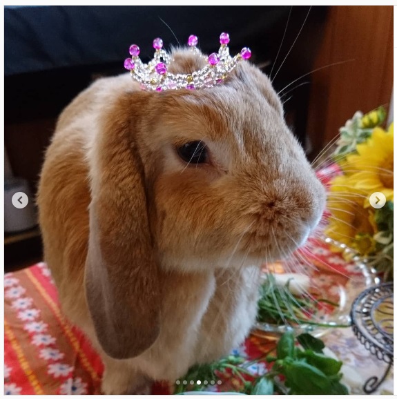 うさぎ畑,ユーザーフォト,Instagram