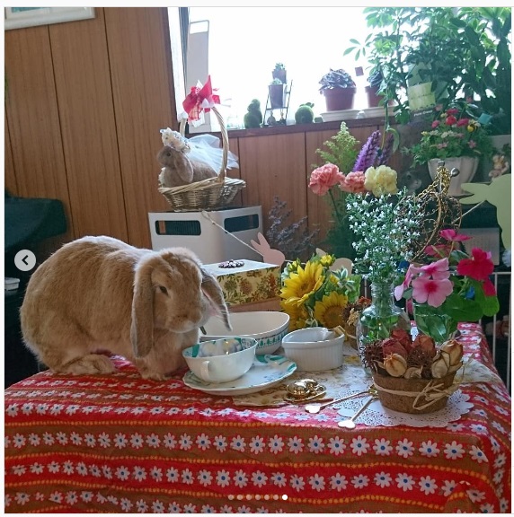 うさぎ畑,ユーザーフォト,Instagram