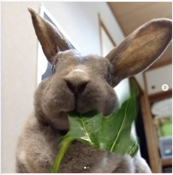 うさぎ畑,ユーザーフォト,Instagram