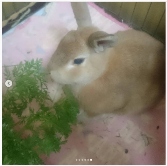 うさぎ畑,ユーザーフォト,Instagram