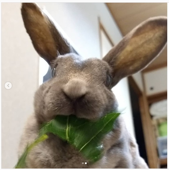 うさぎ畑,ユーザーフォト,Instagram