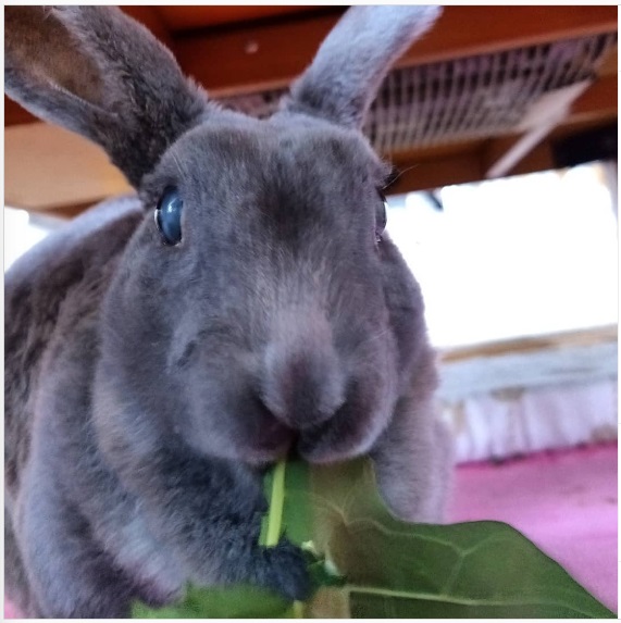 うさぎ畑,ユーザーフォト,Instagram