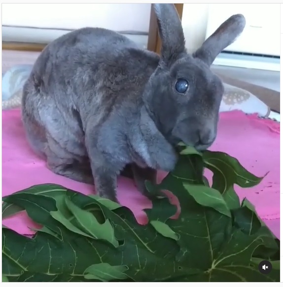 うさぎ畑,ユーザーフォト,Instagram