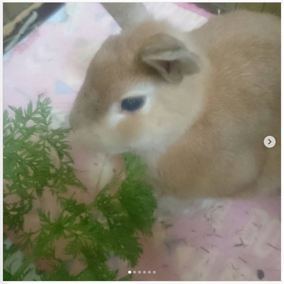 うさぎ畑,ユーザーフォト,Instagram