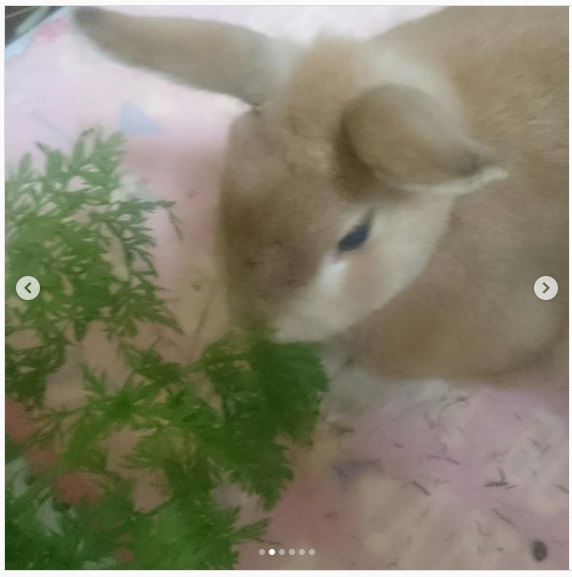 うさぎ畑,ユーザーフォト,Instagram