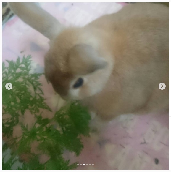 うさぎ畑,ユーザーフォト,Instagram