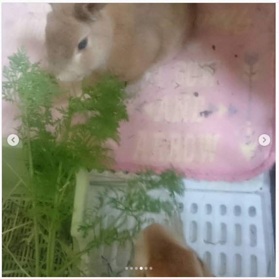 うさぎ畑,ユーザーフォト,Instagram