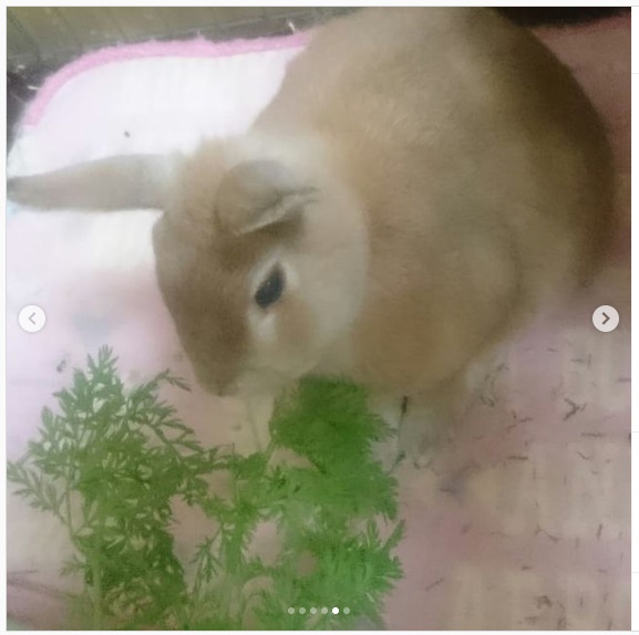 うさぎ畑,ユーザーフォト,Instagram