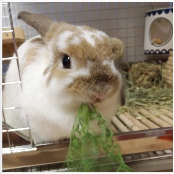 うさぎ畑,ユーザーフォト,Instagram