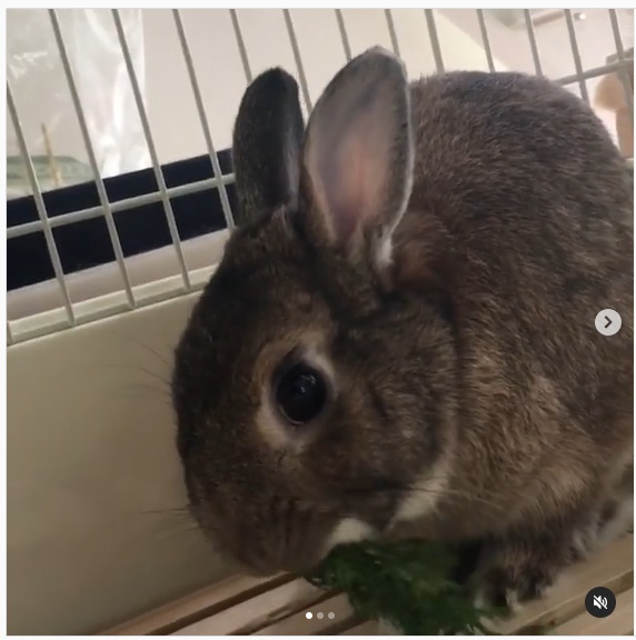 うさぎ畑,ユーザーフォト,Instagram