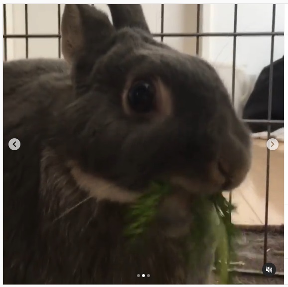 うさぎ畑,ユーザーフォト,Instagram