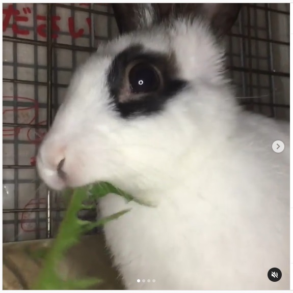 うさぎ畑,ユーザーフォト,Instagram