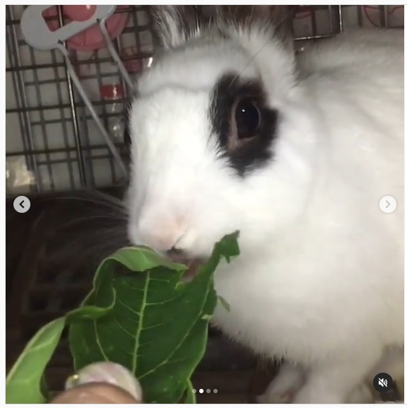 うさぎ畑,ユーザーフォト,Instagram
