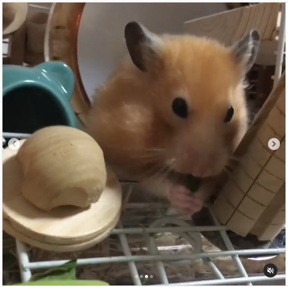 うさぎ畑,ユーザーフォト,Instagram