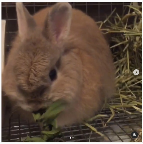 うさぎ畑,ユーザーフォト,Instagram