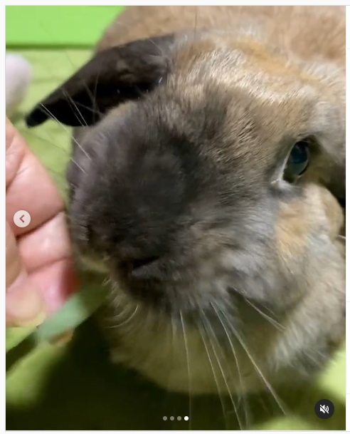 うさぎ畑,ユーザーフォト,Instagram
