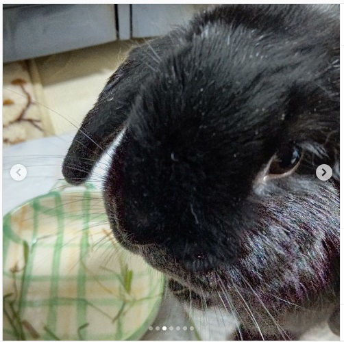 うさぎ畑,ユーザーフォト,Instagram