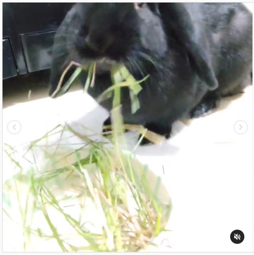 うさぎ畑,ユーザーフォト,Instagram
