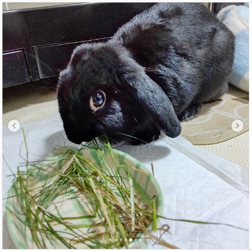 うさぎ畑,ユーザーフォト,Instagram