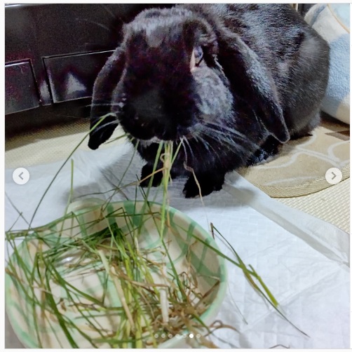 うさぎ畑,ユーザーフォト,Instagram