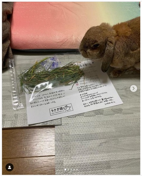 うさぎ畑,ユーザーフォト,Instagram