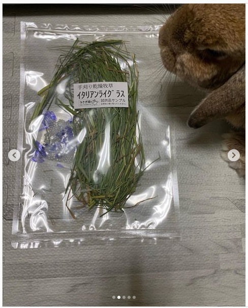 うさぎ畑,ユーザーフォト,Instagram