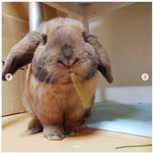 うさぎ畑,ユーザーフォト,Instagram