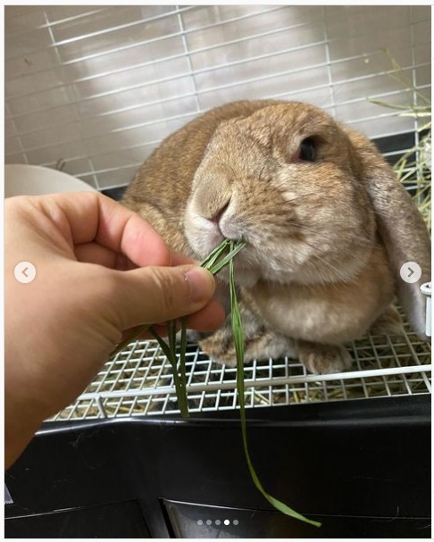 うさぎ畑,ユーザーフォト,Instagram
