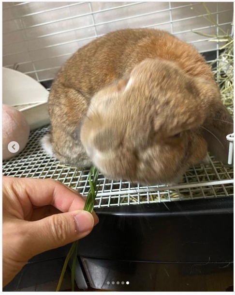 うさぎ畑,ユーザーフォト,Instagram