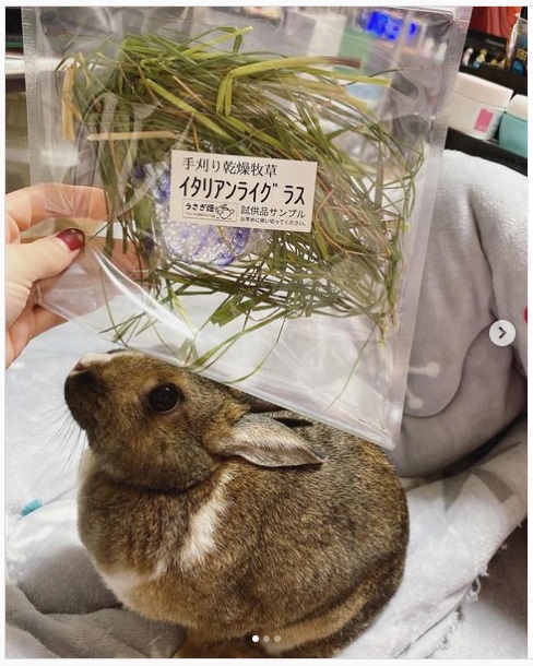 うさぎ畑,ユーザーフォト,Instagram