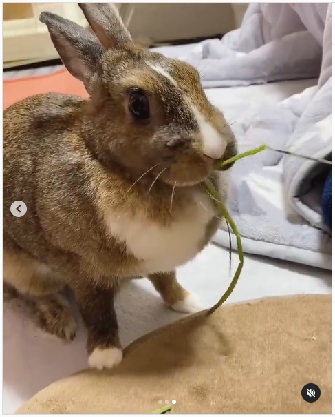 うさぎ畑,ユーザーフォト,Instagram
